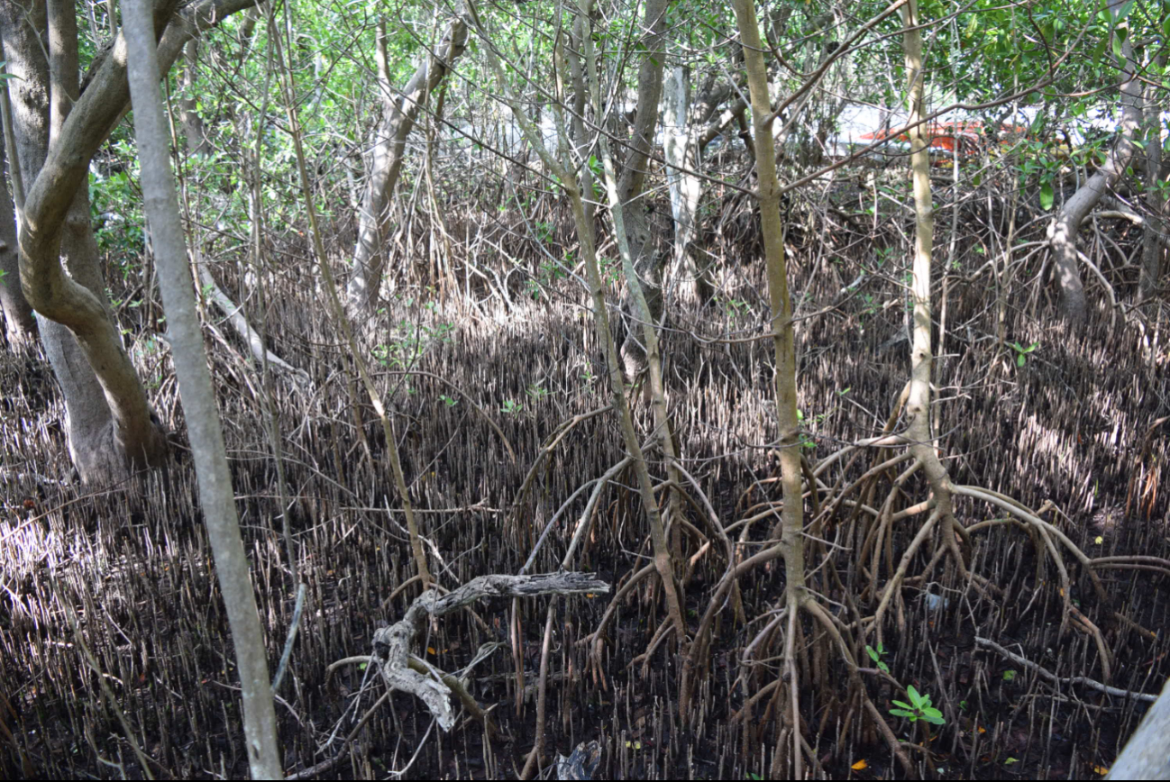 Invertirán 34.8 millones de pesos para restaurar manglares de la Península de Atasta en Campeche