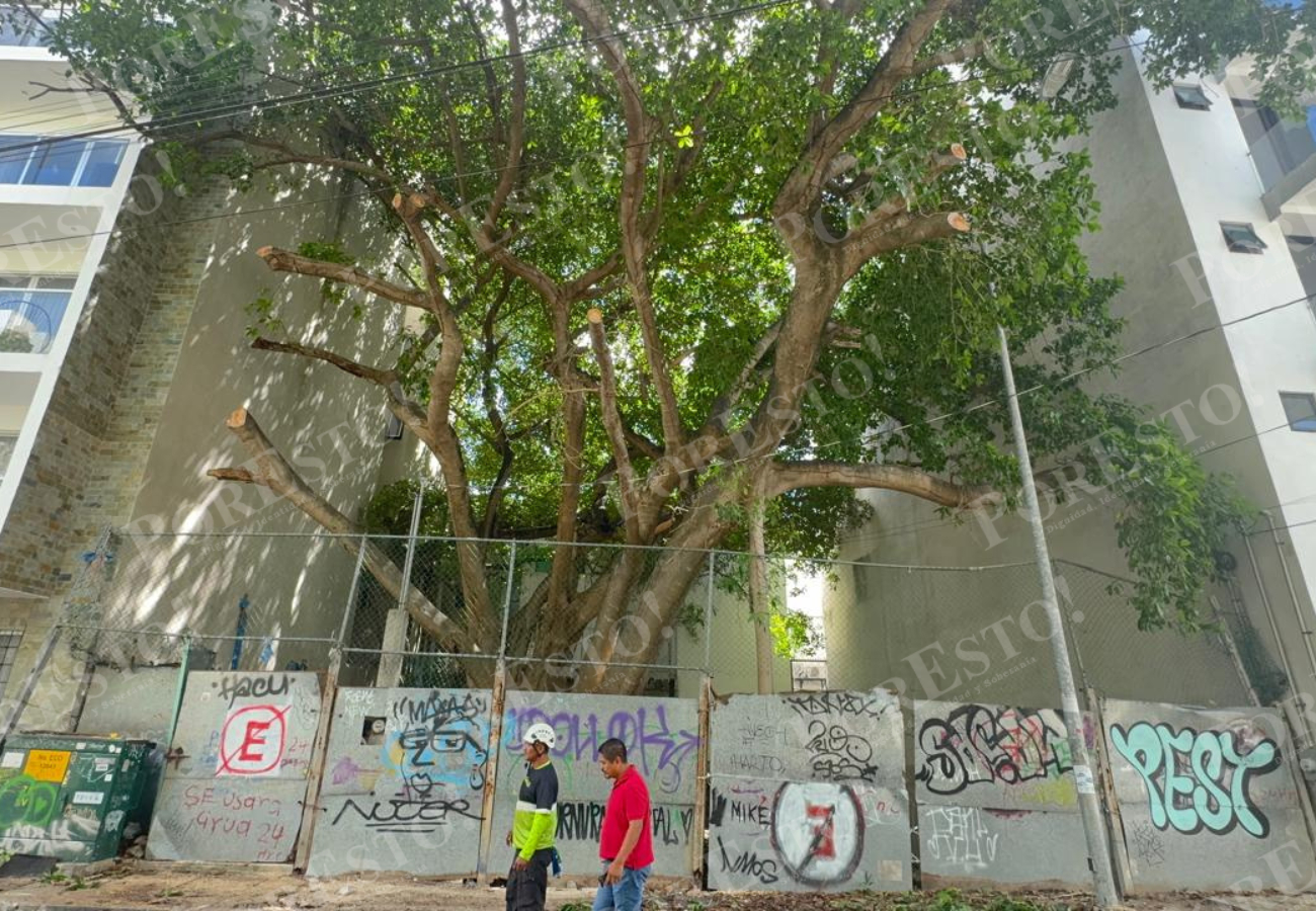Reubicarán álamo de Playa del Carmen para evitar su tala