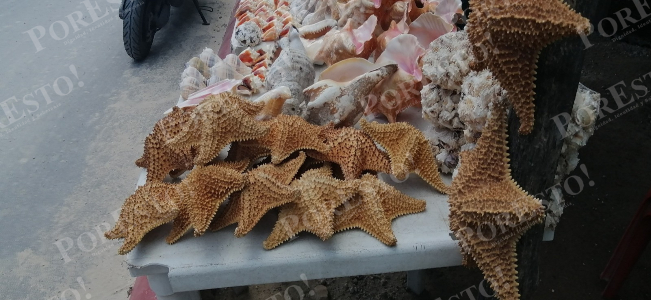 Comerciantes ofrecen estrellas de mar disecadas entre 80 y 100 pesos, mientras que algunos vendedores aseguran que adquieren ejemplares que quedaron atrapados en redes de pesca