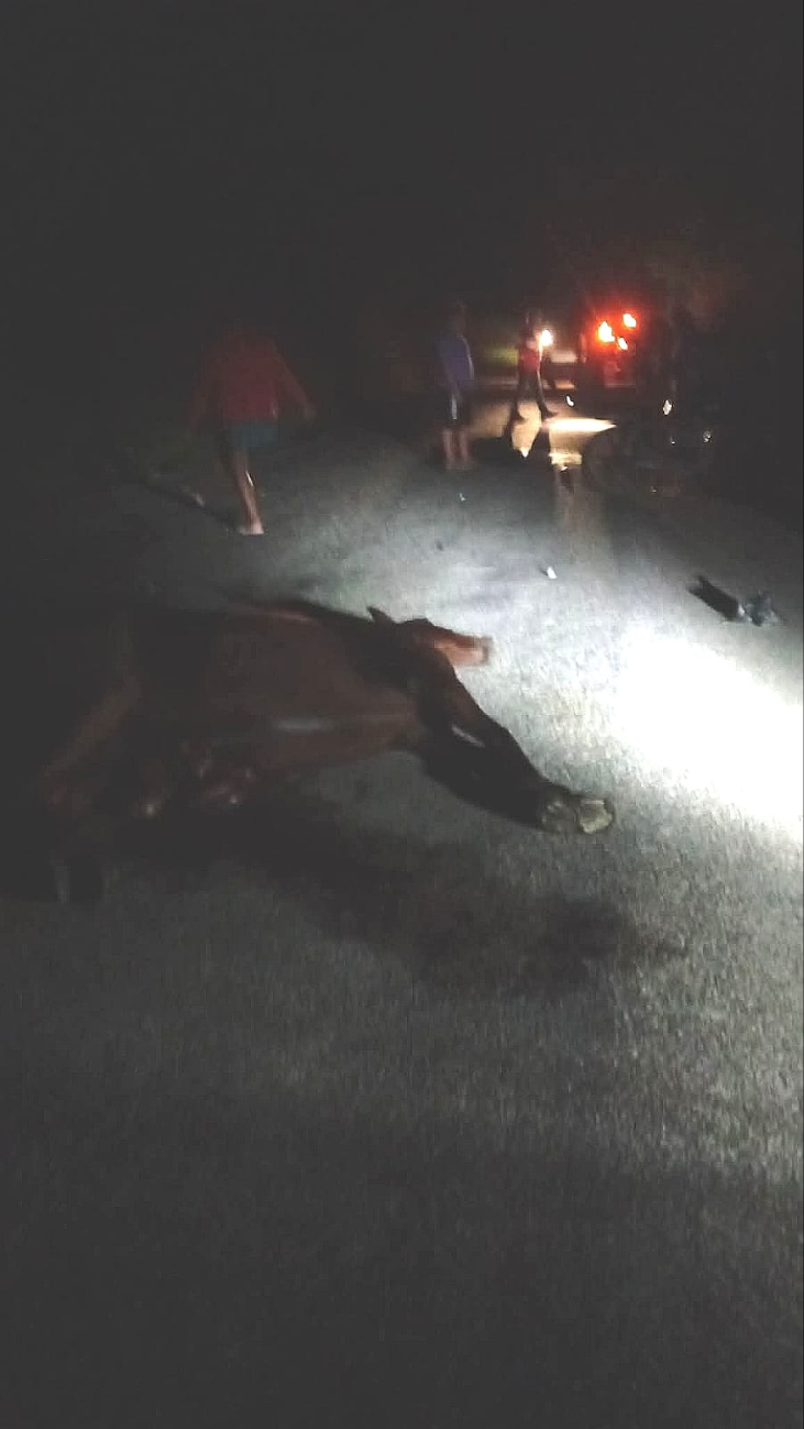 El animal también falleció debido a las lesiones