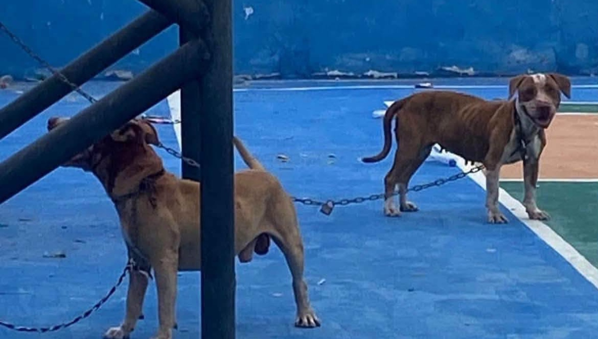 Vecinos reportaron el caso y lograron mantener a los animales en la cancha de usos múltiples