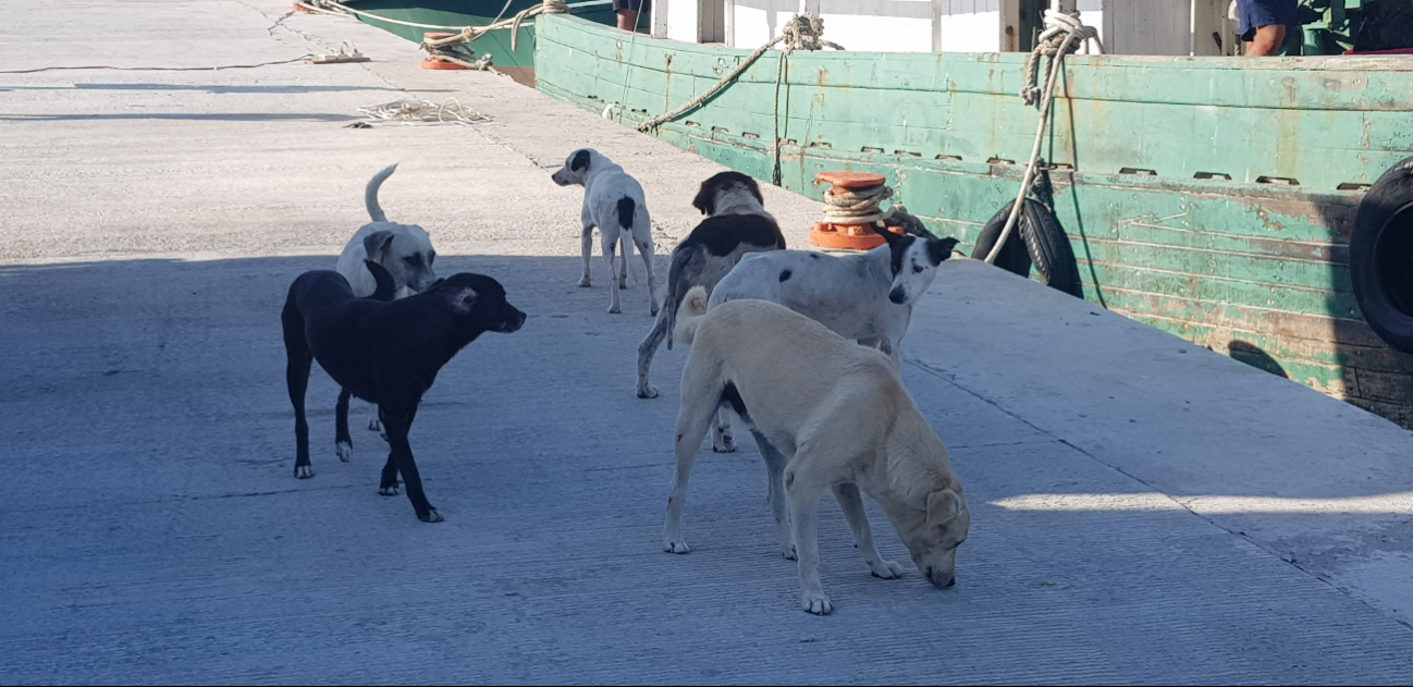 Denuncian abandono constante de perros en el puerto de abrigo de Yucalpetén, Progreso