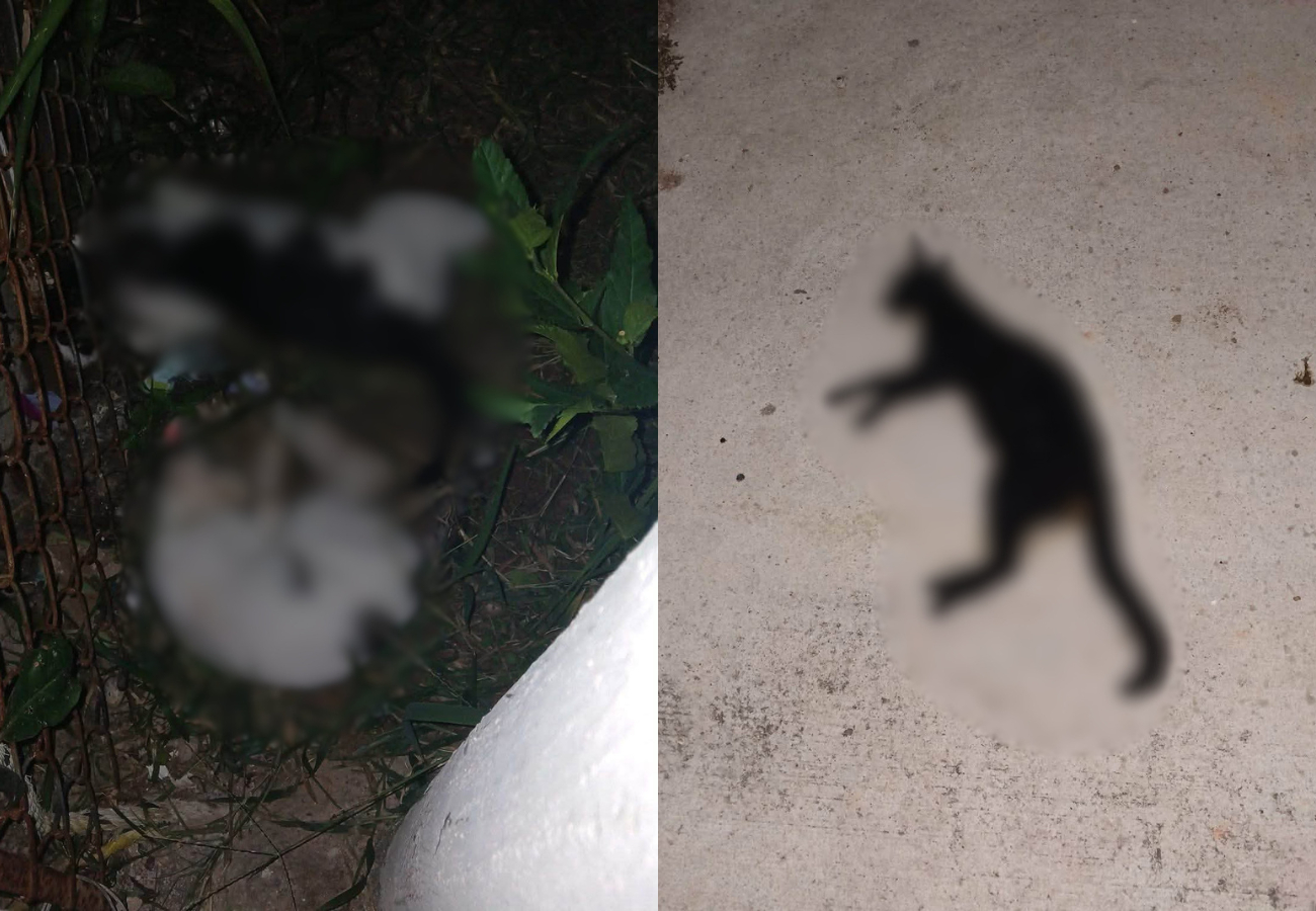 Vecinos expresaron su molestia por la muerte de los cuatro animales y pidieron que se investiguen los hechos para evitar que vuelvan a ocurrir