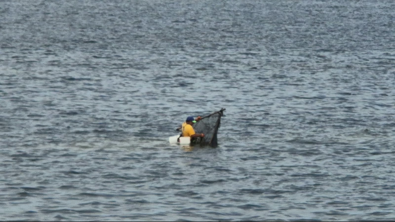 Varios hombres de mar usaron sacas y coladores para capturar camaroncito a orillas del malecón.