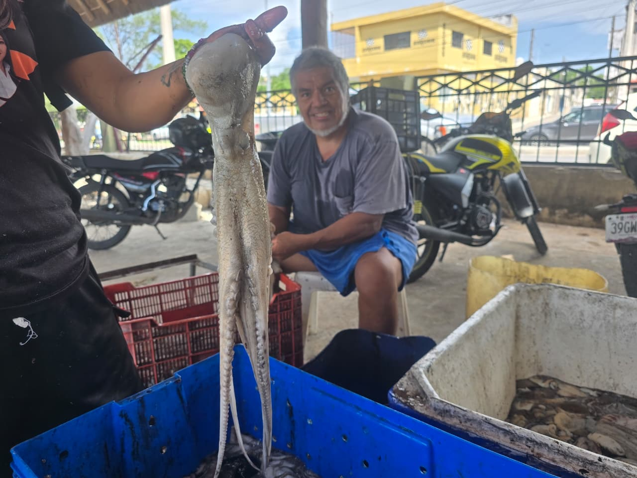 Captura histórica de pulpo también baja su precio