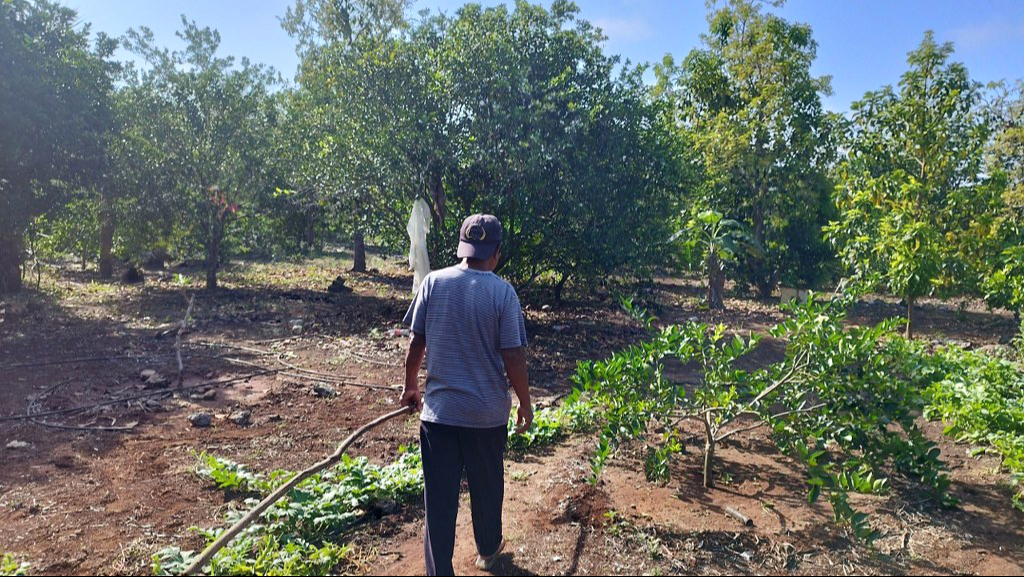 Oficina de Sanidad Vegetal lleva meses sin operar con regularidad