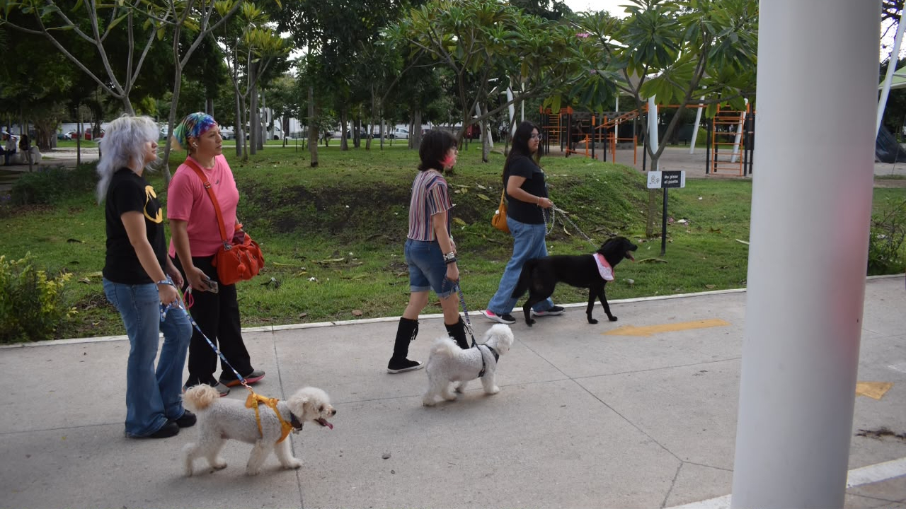 Templos de Mérida realizarán bendición de mascotas por San Francisco de Asís
