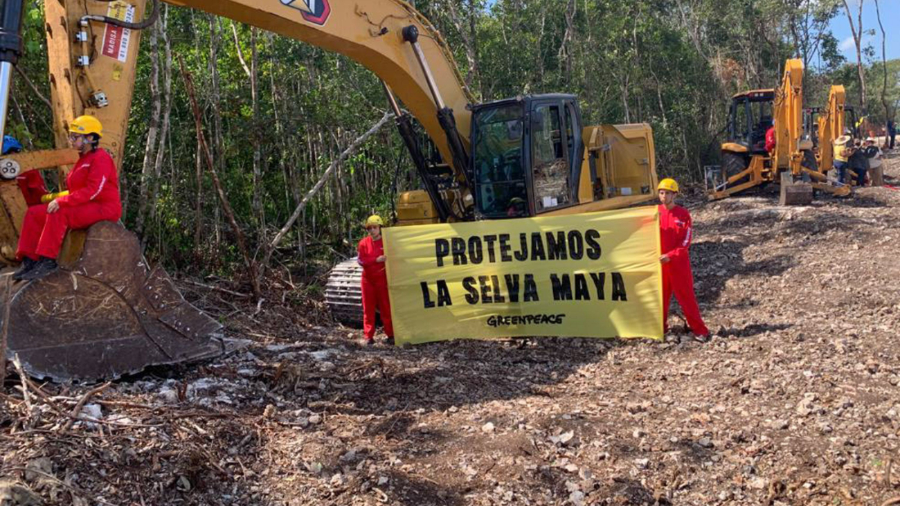 La Península perdió 285 mil 580 hectáreas de selva entre 2019 y 2023