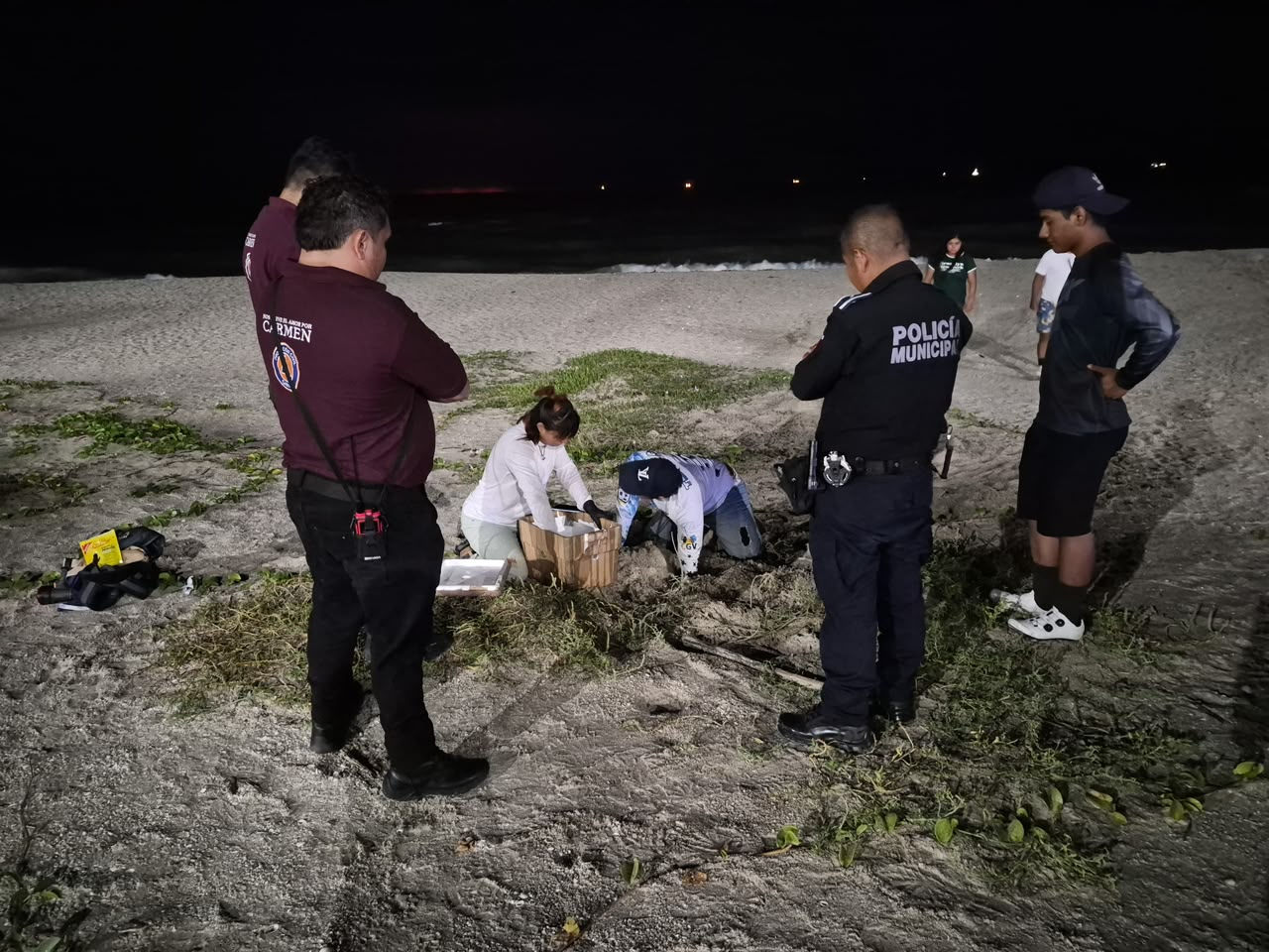 Una tortuga marina de gran tamaño desovó en la orilla de Playa Norte, en Ciudad del Carmen.