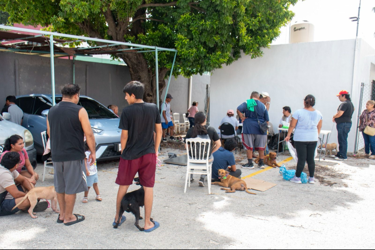 Contra abandono y enfermedades: esterilizan gratuitamente a mascotas en Campeche
