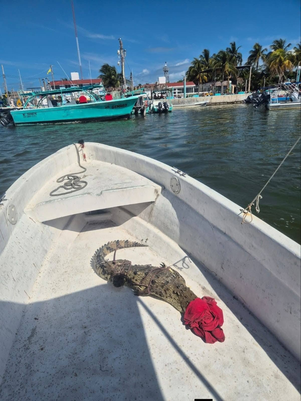 Alertan por posible aumento de avistamientos de cocodrilos en Holbox