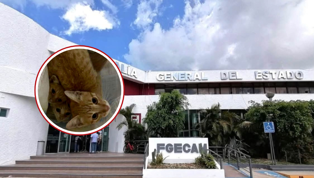 1. Dejó gatitos a su suerte en carretera; deberá buscar al que quedó en el monte