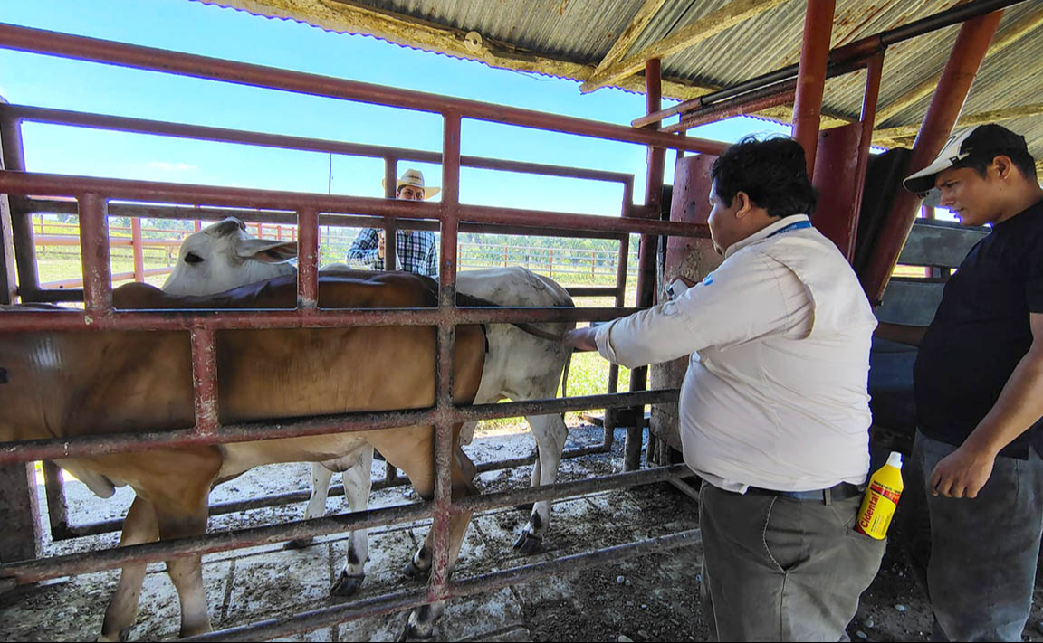 Gusano barrenador mantiene 45 casos activos en Campeche
