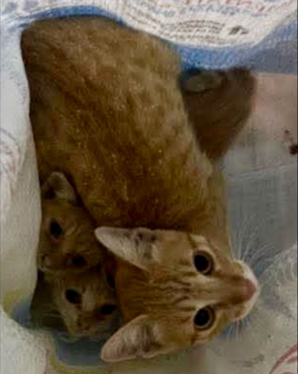 Dejó gatitos a su suerte en carretera; su libertad queda condicionada a reparar el daño