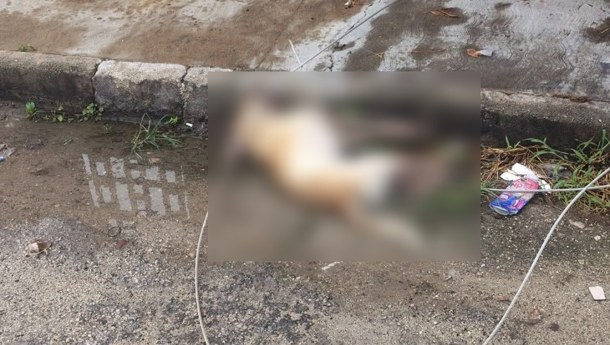 Perro muere electrocutado por cable caído en Juan Pablo II, Mérida