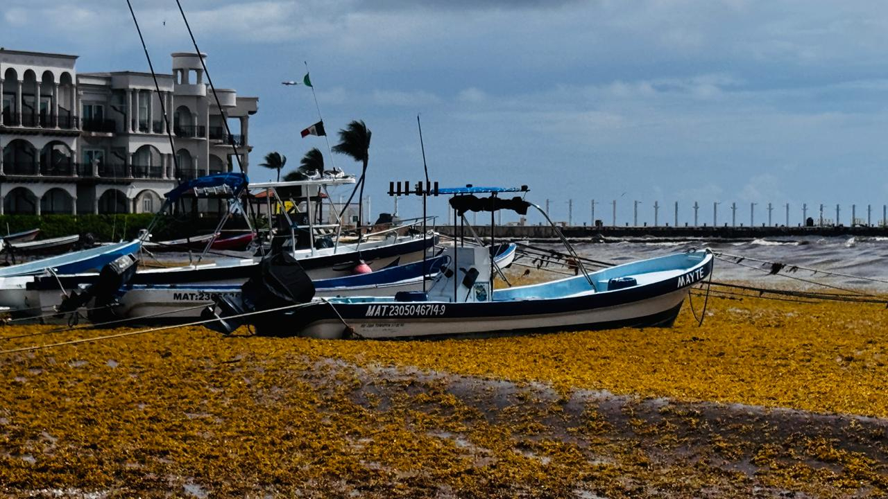 Prestadores de servicios turísticos y comerciantes señalaron que el nuevo recale de sargazo afecta la recuperación de las playas