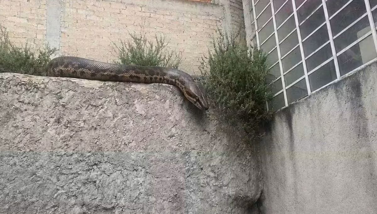 Alertan por serpiente suelta en Atizapán, autoridades piden extremar precauciones