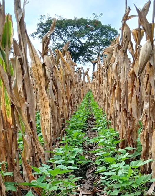 Solo 10 campesinos preparan la tierra para cultivar maíz y frijol, destinados al autoconsumo