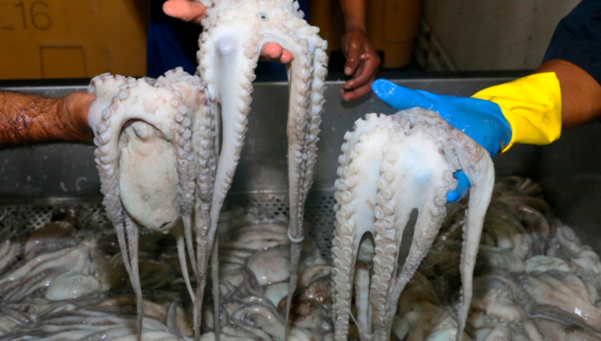 Yucatán encabezó la producción de pulpo en México durante 2025