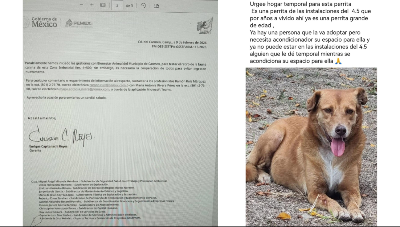 Oficio de PEMEX sobre “fauna nociva” genera inconformidad en Ciudad del Carmen
