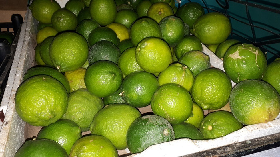 El limón persa subió de 10 a 25 pesos el kilo.