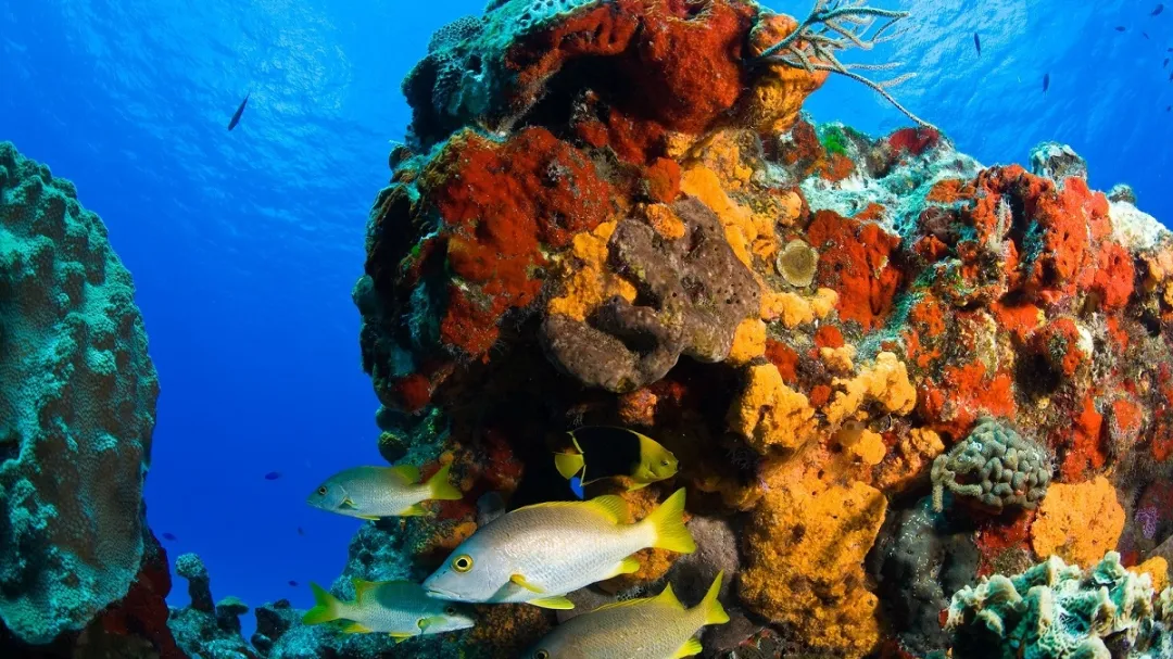 Cierran temporalmente tres zonas de buceo en Cozumel por recuperación ambiental