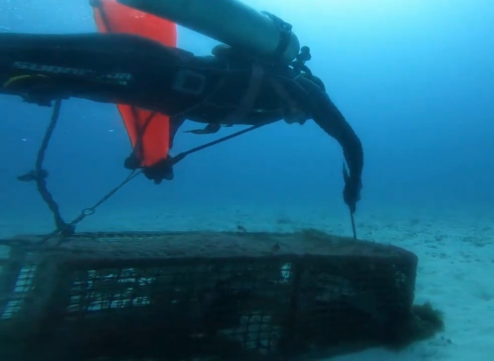 El sector fue afectado por el costo, a 400 pesos el kilo de la especie viva para exportación