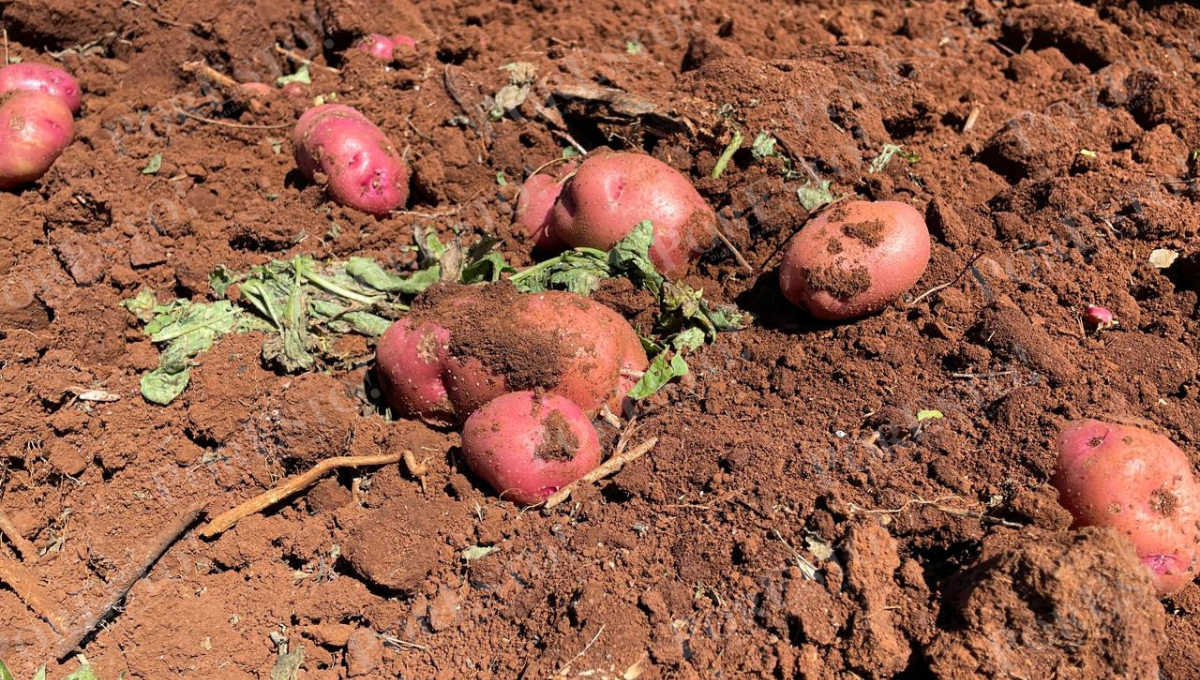 Es el segundo año que prueban este cultivo como alternativa productiva.