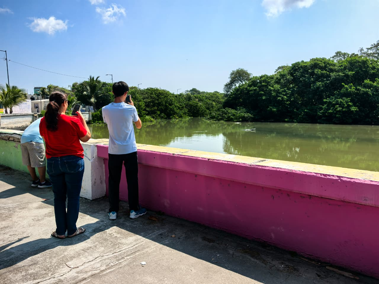 Estos reptiles forman parte natural del ecosistema local.