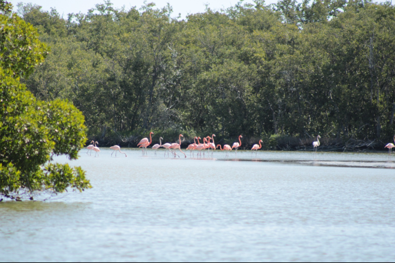 Sorprende presencia de flamencos en Isla Aguada