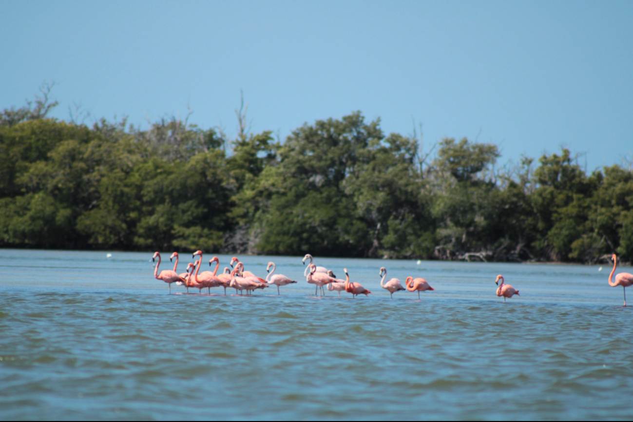 Flamencos regresan a los manglares de Isla Aguada tras años de ausencia
