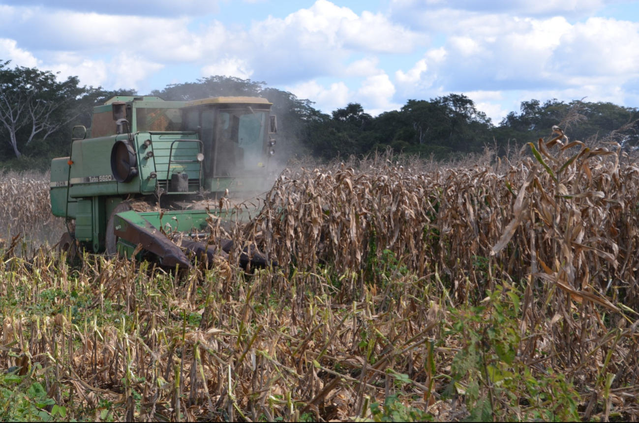 La trilla ya concluyó, pero parte de la producción sigue en espera por falta de espacio en bodegas.