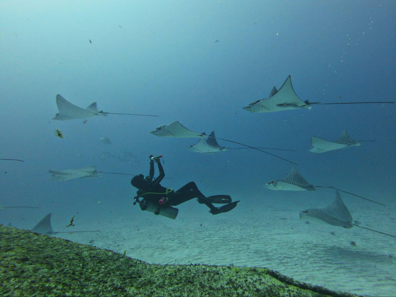 Nado con mantarrayas en Isla Mujeres