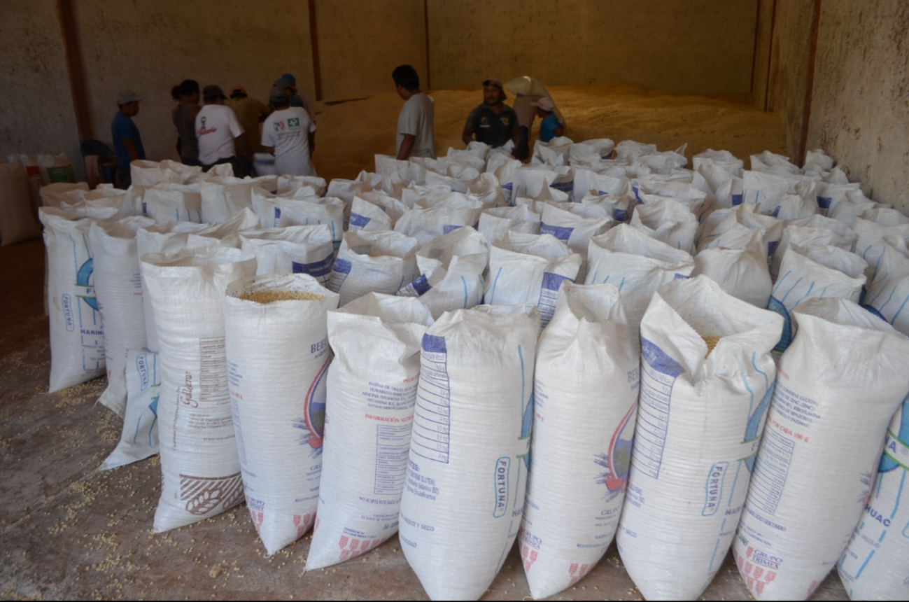 Productores de Hopelchén acordaron vender 30 mil toneladas de maíz blanco al programa federal Alimentación para el Bienestar (antes Seguridad Alimentaria Mexicana).