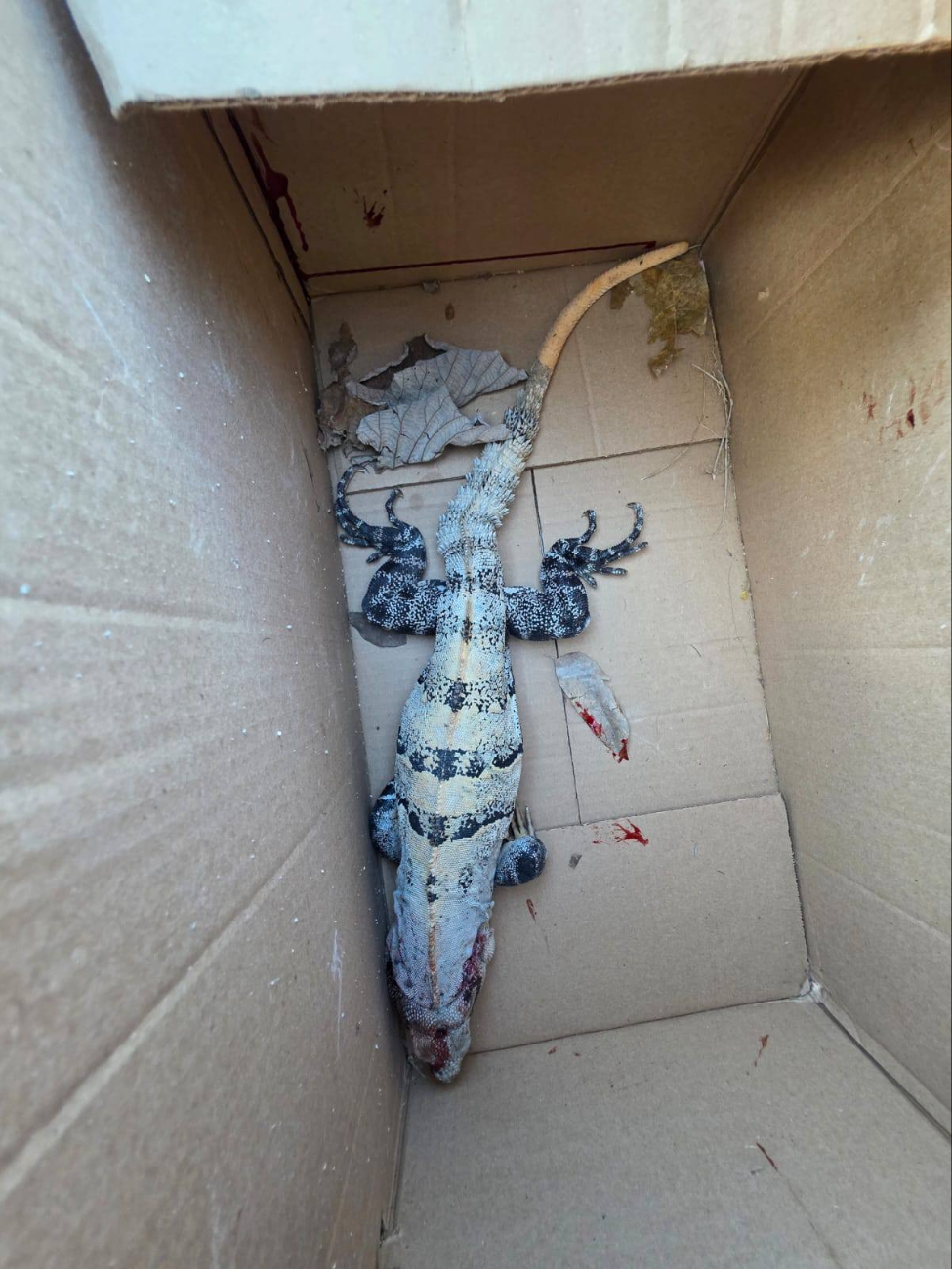 Señalan que la frecuencia de estos reportes aumentó en los últimos años y lo relacionan con el avance de obras en zonas naturales