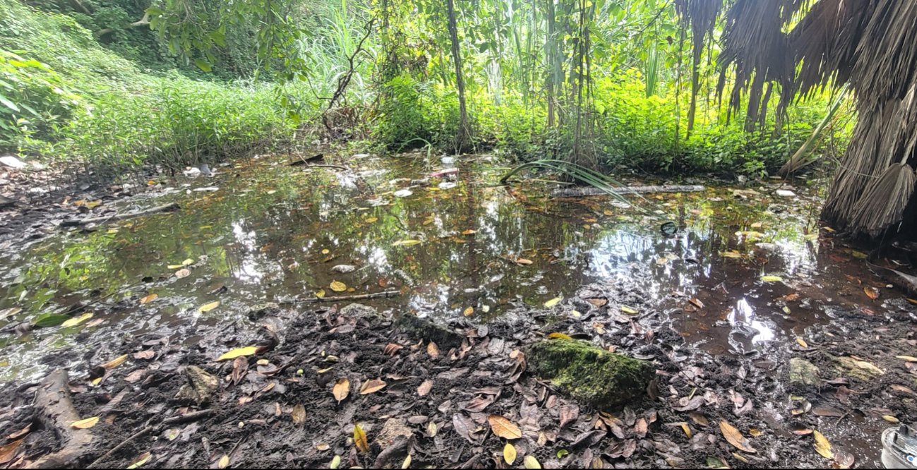 Cenotes urbanos del norte de Quintana Roo presentan altos niveles de coliformes y E. coli, según estudios