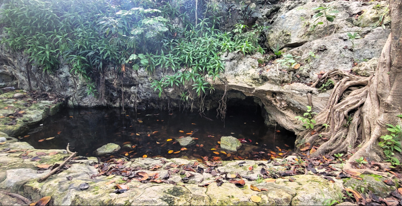 Cenotes y lagunas de zonas urbanas y turísticas registran presencia de bacterias fecales y residuos químicos.
