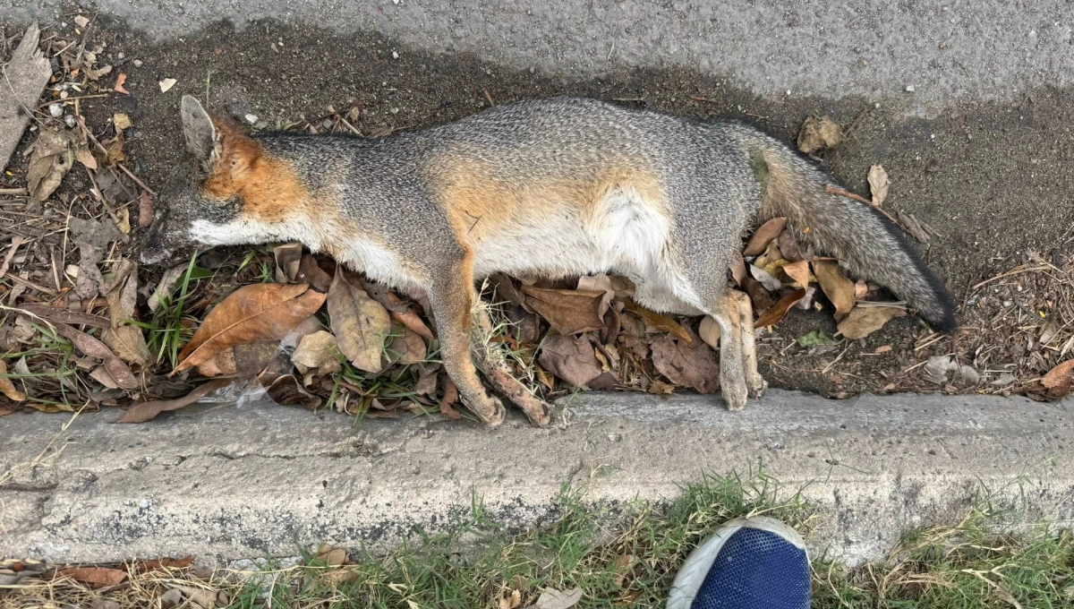El hecho no representa un caso aislado, ya que con anterioridad se han reportado atropellamientos fatales de la especie