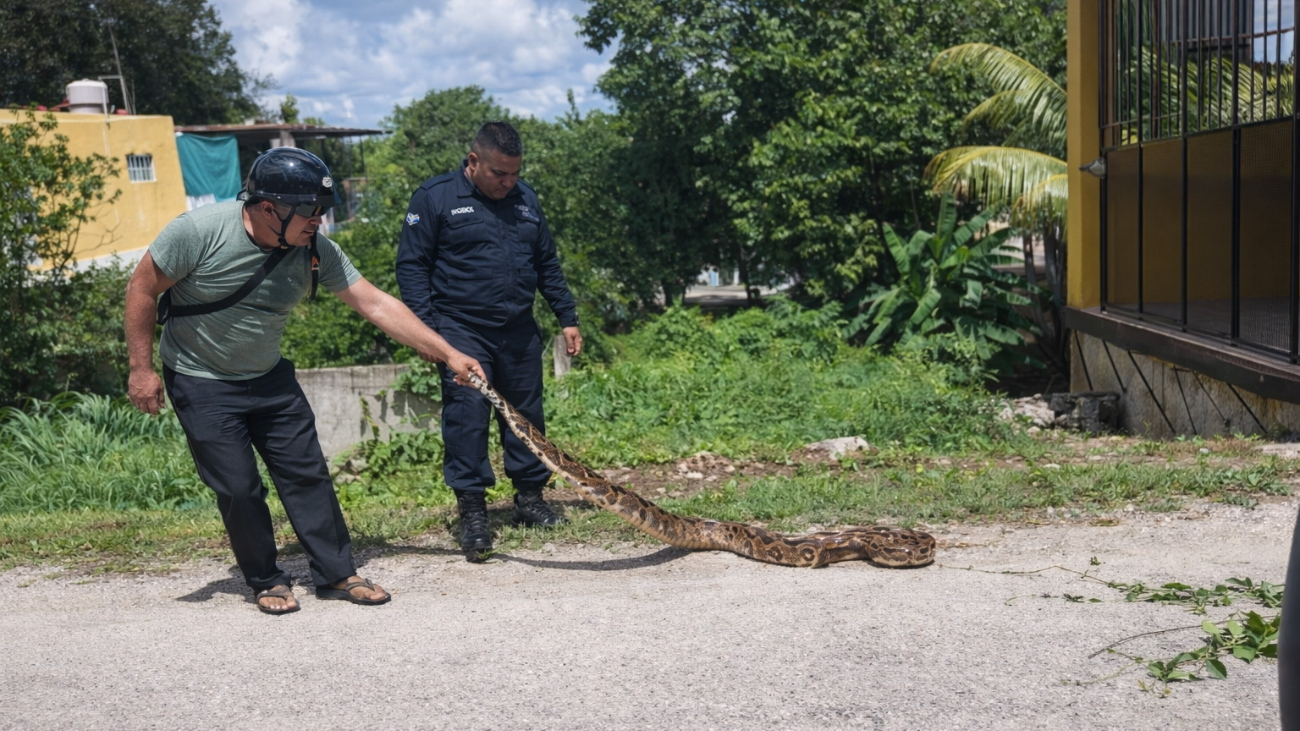 Yucatán cerró 2025 entre las entidades con más mordeduras en el país, con 98 personas afectadas