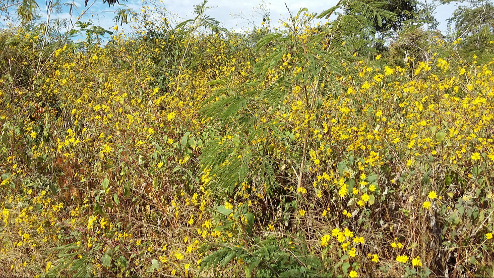 Los frentes fríos de enero y febrero secaron la floración, impidiendo la producción de néctar.