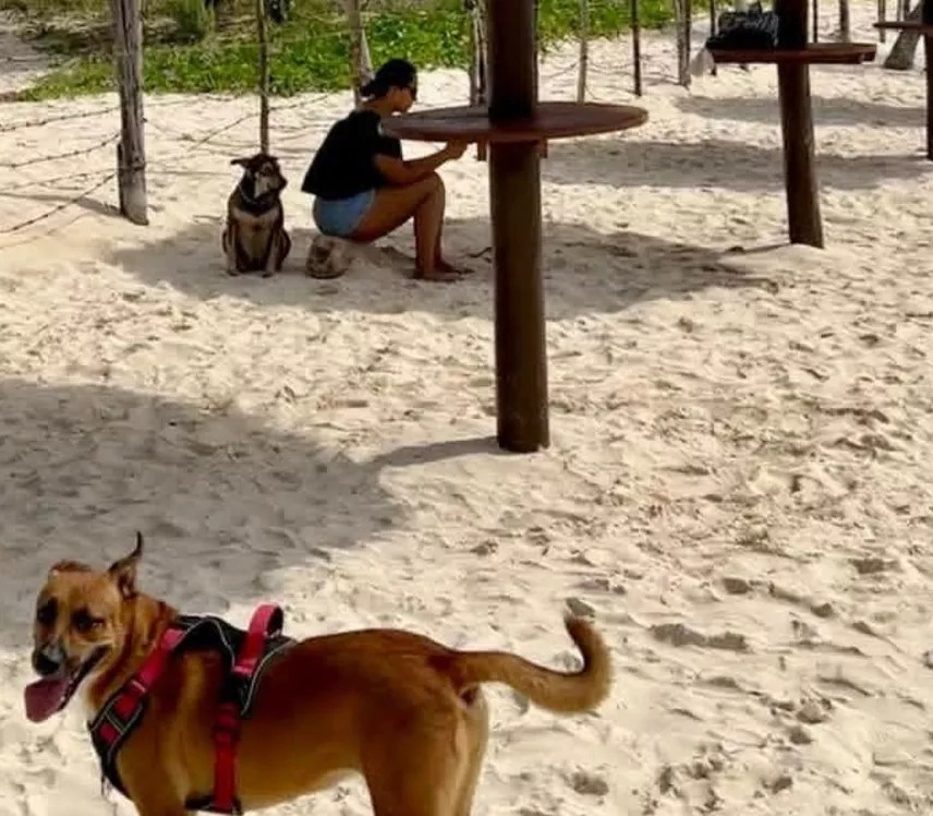 Señalan que el fenómeno está enfocado al entretenimiento y no a la protección, esterilización o rescate de mascotas.