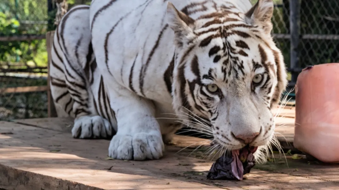 Zoológico Animaya de Mérida da la bienvenida a su nueva tigresa blanca