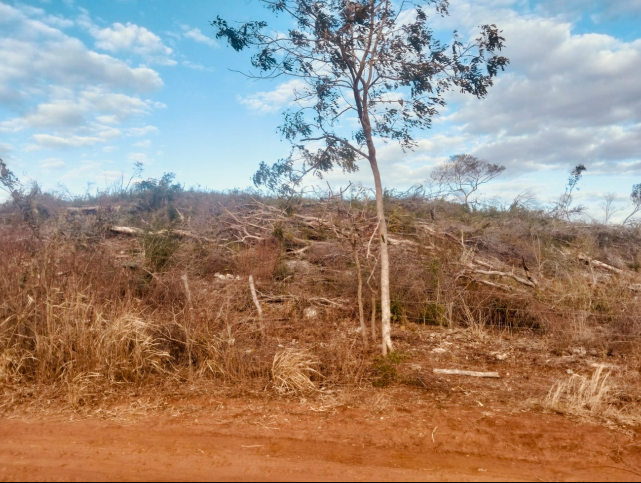Protección Civil de Champotón confirmó que no recibió ningún aviso sobre el animal.