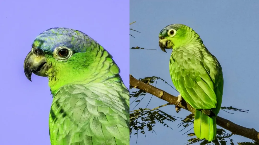 Avistan en Mérida a un loro corona azul (Amazona farinosa) junto a bandada de loros cachetes amarillos