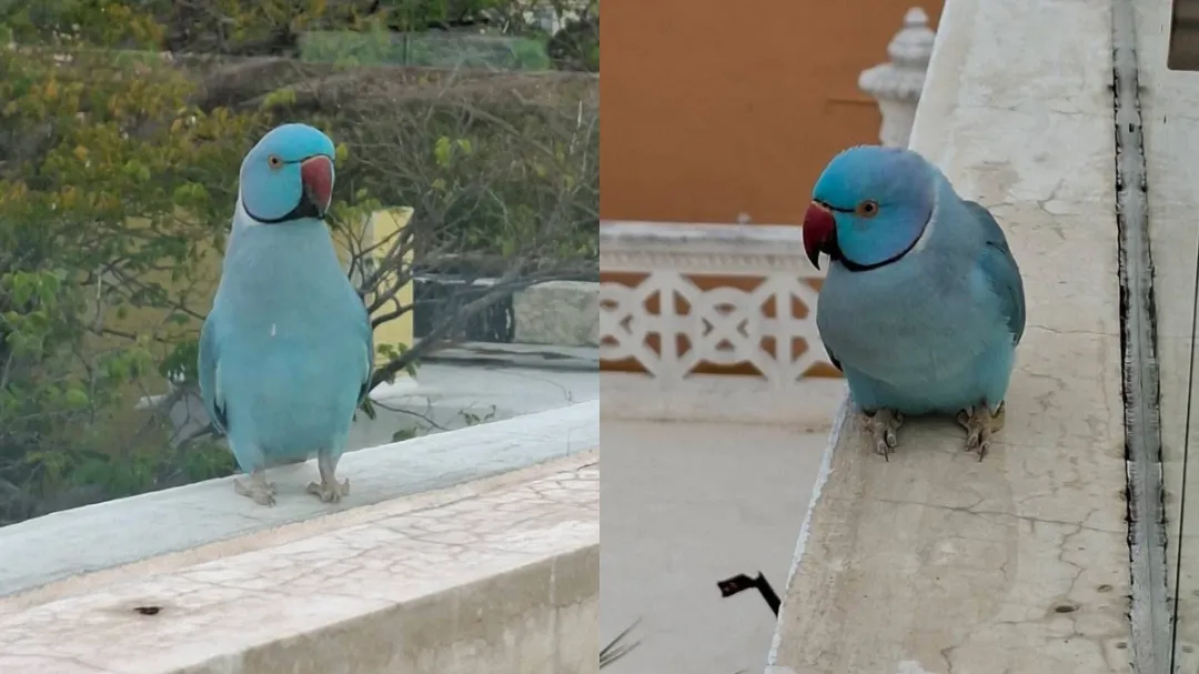 Fauna exótica en Mérida registran ejemplar de cotorra de Kramer