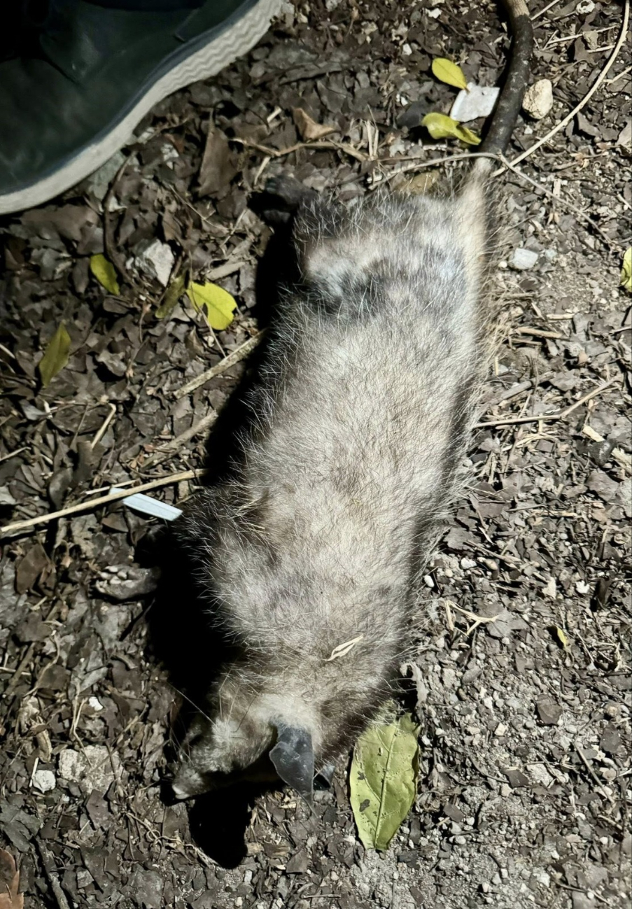 Olores y desechos atraen a los animales hacia la orilla de avenidas, aumentando el riesgo de atropellamientos