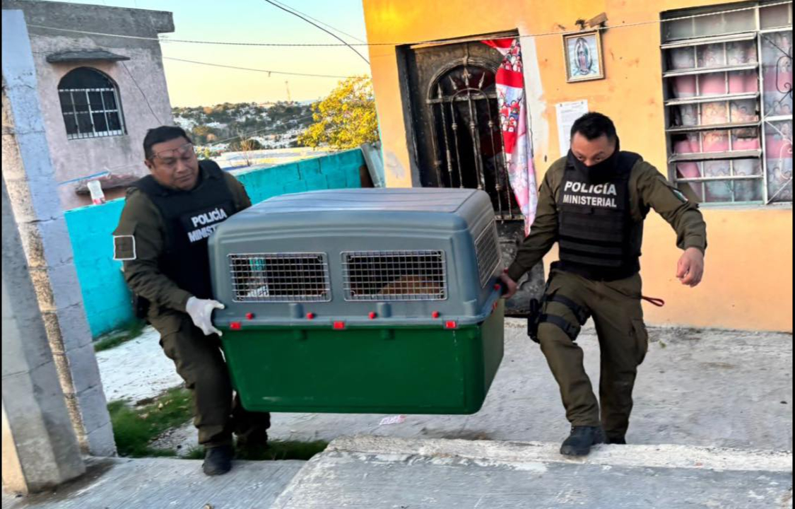 Permanecerán bajo resguardo temporal con atención veterinaria; posteriormente serán dados en adopción judicial responsable.