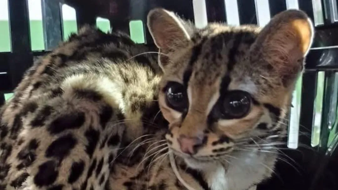 Policía Municipal de Tixkokob rescata a tigrillo que era perseguido por perros