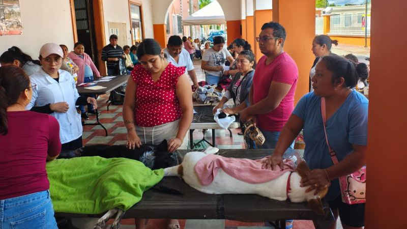 Realizan jornadas de esterilización para fortalecer la salud pública en Yucatán