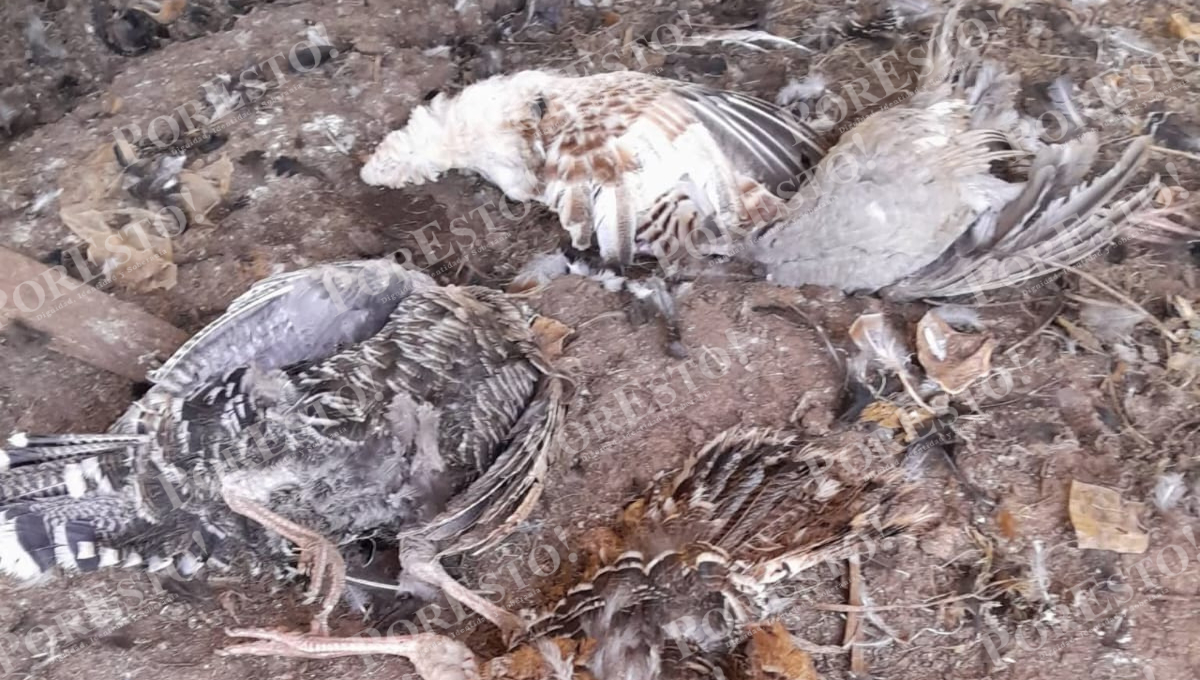 Algunas aves fueron encontradas destrozadas y otras con heridas graves.